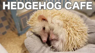 ❤️ Cute Hedgehog Cafe In Tokyo, Shibuya (Chiku Chiku CAFE)