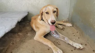 Injured and homeless..It needed only one person to care and this stray dog's life changed for ever!