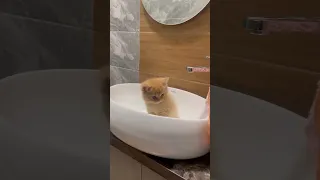 Котёнок хочет купаться