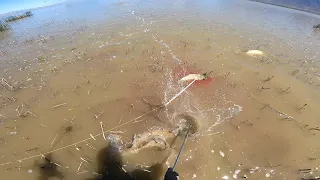 Utah Lake Bowfishing - Spawn 2022 - 90 Carp