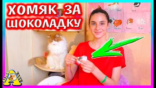 Хомяк за Шоколадку / Новый Питомец для Кота / Распаковка посылки / Alisa Easy Pets