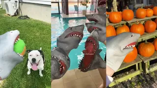 Funny Shark Puppet Tik Tok 2021 | Shark Puppet Clips - Best Funny Vines