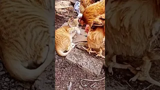 Cat vs chicken Funny  fight 😆