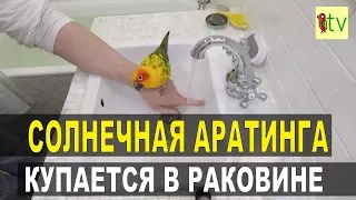 Солнечная Аратинга купается в раковине.