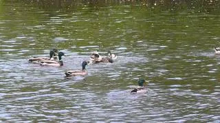 Ducks squabbling in Vondelpark, Amsterdam