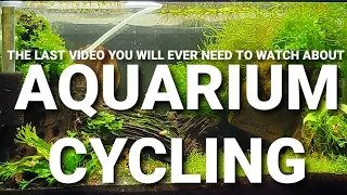 Cycling An Aquarium - Everything You Need To Know!