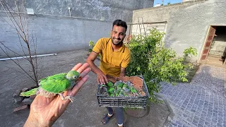 Hum Green parrots k Bht Sary Bachy Le Aiy😍