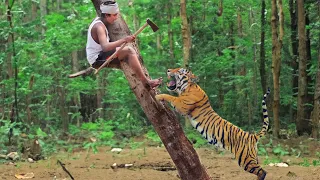 Royal bengal tiger attack | tiger attack man in the forest, tiger attack in jungle