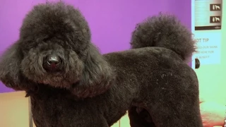 Miniature Poodle - Teddy Trim Grooming Guide - Pro Groomer