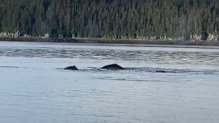 Alaska 2022 Humpback Whales Bubble Net Feeding