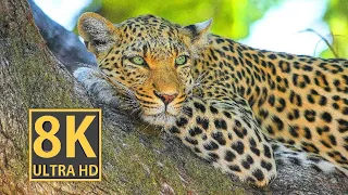 The most famous animals in the world in 8k video ultra hd