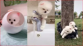 Tik Tok Chó Phốc Sóc Mini 😍 Funny and Cute Pomeranian #79