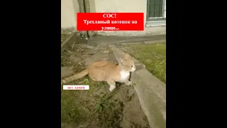 СОС! Трехлапый котёнок и черный кот на улице. Нужна помощь! Приют Петербург