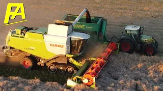 🚜 #DreschAction #Mähdrescher CLAAS LEXION 760 bei Sonnenuntergang Drohnen DJI Mini Luft Aufnahmen