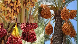 Beautiful view of Date Trees and dates Fruit | Palm 🌴 trees in UAE 🇦🇪 2023