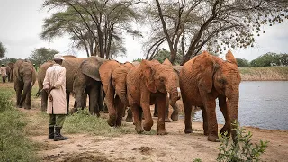 Rescued elephants Larro, Mukkoka, and Naboishu graduate to Ithumba | Sheldrick Trust