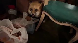 Alice the fox. The fox steals food from grocery bags.