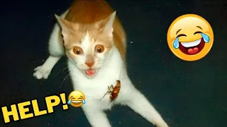 Funny Animal Videos | Funny Cats | Funny Animals || Part 36