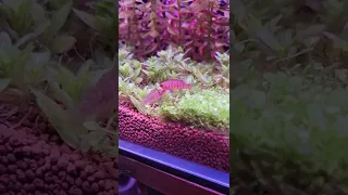 Scarlet badis spawning