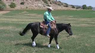 Ken McNabb: How to Ride Your Horse with Light Hands | Learn Shoulder, Ribcage & Hindquarter Control