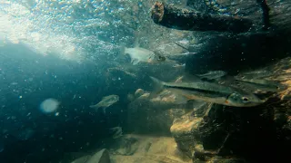 Лучшее место для купания всей семьей.  Самшитовые водопады .  Река Восточный Дагомыс.