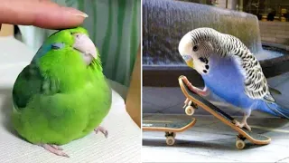 Smart And Funny Parrots Parrot Talking Videos Compilation (2023) - Cute Birds #37