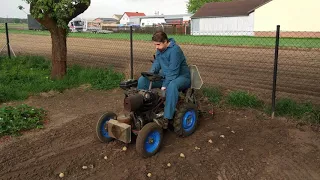 Traktorek SAM - sadzenie ziemniaków
