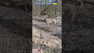 §671. Kangal Грей. Ой це болото. #kangal #кангал #грей #dog #собака 🇺🇦🐕‍🦺