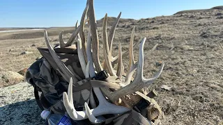 2024 Badlands Shed Hunting - Mega Mass Mule Deer