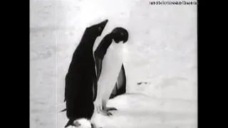 With Byrd at the South Pole (silent, documentary, 1930)