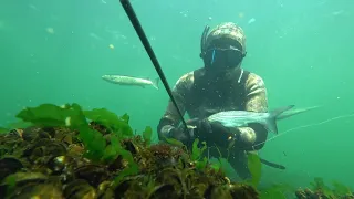 Подводная охота в Черном море на кефаль с "Заманухой".Одесса 2019.И опять вышел лобанчик))))