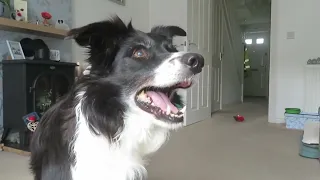 Fourteen year old Border Collie playing like a pup! 🐾 Our little Jess. 💕🐾                     180424