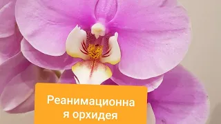 Реанимационная орхидея. Как помочь "УБИТОЙ" орхидеи?