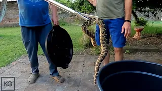 Stunning Male Puff Adder in The Chicken Coop!