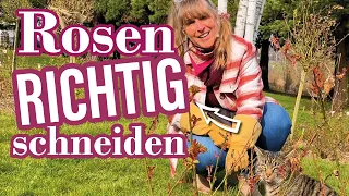 Wie schneide ich Rosen richtig | die wichtigesten Tipps von Anfang an