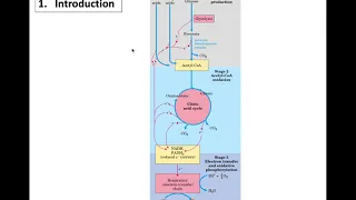 9. Oxidative phosphorylation and photophosphorylation ชีวเคมีลาดกระบัง