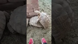 tortoise mating