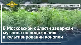 Ирина Волк: В Московской области задержан мужчина по подозрению в культивировании конопли