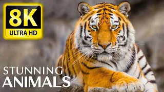 EXCELLENT ANIMAL 8K ULTRA HD (60 FPS) • Relaxing music and nature sounds 8K TV