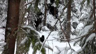 Skogsgudinnans beyla och Scoth har ståndskall på en älg 4