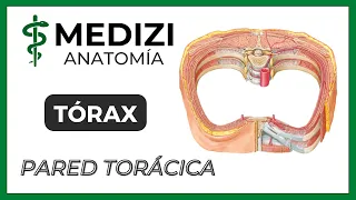 Anatomía del Tórax - Pared torácica