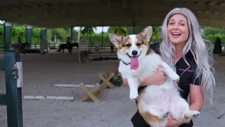 Owning a Corgi?! | What you NEED to Know!