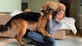 Adorable German Shepherd Loves To Show Affection By Kissing His Mom