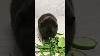 Морская свинка Сёма/ Guinea pig