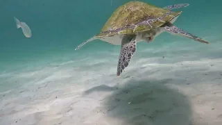 Petting sea turtles while free diving in Destin