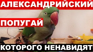 АЛЕКСАНДРИЙСКИЙ ПОПУГАЙ ВСЕ О АЛЕКСАНДРИЙСКОМ ПОПУГАЕ АЛЕКС