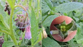 Boraginaceae