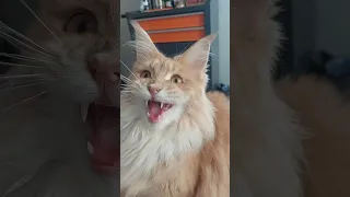 majestic Maine Coon cat has the most gentle chirps 🦁 | ekekekkekkek