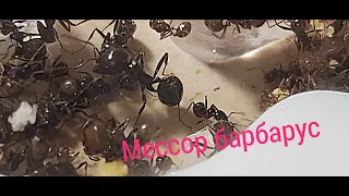 Messor barbarus | Кратко о главном