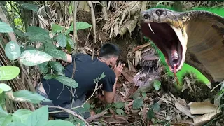 KING COBRANG UMAATAKE NG FARMERS SA DOLORES QUEZON . HINANAP ..